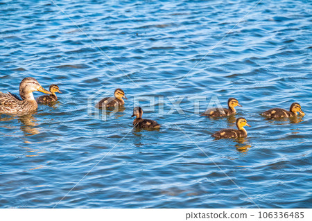 A family of ducks, a duck and its little ducklings are swimming in the water. The duck takes care of its newborn ducklings. Mallard, lat. Anas platyrhynchos 106336485