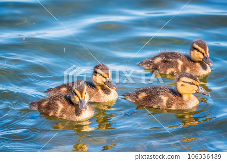 Cute little duckling swimming alone in a lake or river with calm water 106336489