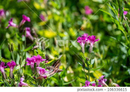 Hawk moth hovering over a Lewis Monkeyflower along the Castle Crest Wildflower Trail at Crater Lake National Park 106336615