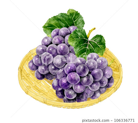竹濾上的巨峰葡萄 水果（葡萄）手繪水彩插畫素材 106336771