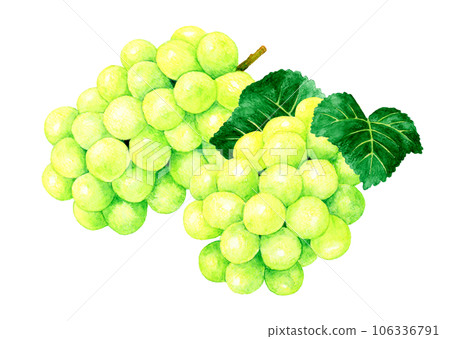 帶葉子的閃耀麝香果（葡萄）手繪水彩插畫素材 106336791