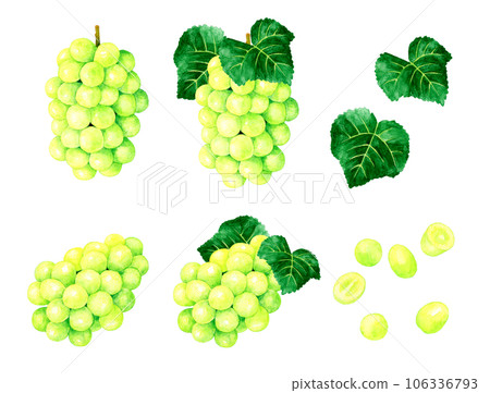 一套Shine Muscat水果（葡萄）手繪水彩插畫素材 106336793