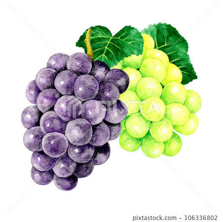 Kyoho grape and Shine Muscat set Fruit (grape) hand-painted watercolor illustration material 106336802