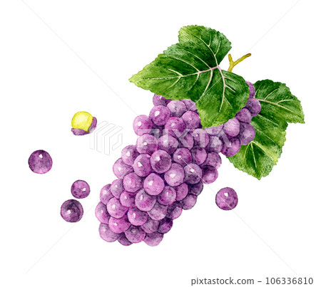 Hand-painted watercolor illustration material of Delaware fruit (grape) with leaves 106336810