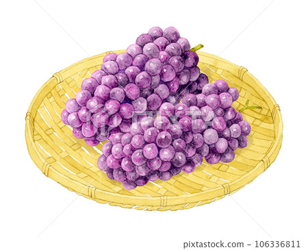 Hand-painted watercolor illustration material of Delaware fruit (grape) on a bamboo strainer 106336811