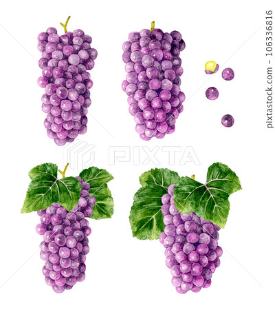 Delaware set Fruit (grape) hand-drawn watercolor illustration material Delaware set Fruit (grape) hand-drawn watercolor illustration material 106336816