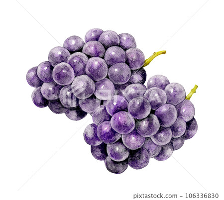 Kyoho fruit (grape) hand-drawn watercolor illustration material 106336830