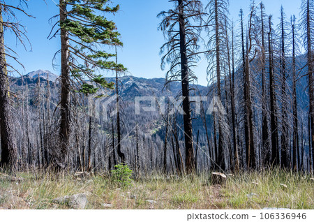 Charred remains in Lassen Volcanic National Park after a forest fire Charred remains in Lassen Volcanic National Park after a forest fire 106336946