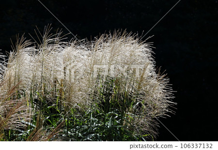 white ears of pampas grass 106337132