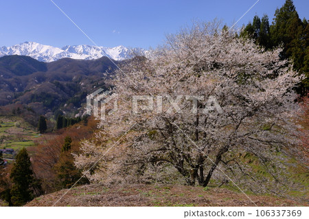 長野縣上野地郡小川村大川村立屋番所的櫻花附近,以及白雪皚皚的北阿爾卑斯山 長野縣上野地郡小川村大川村立屋番所的櫻花附近,以及白雪皚皚的北阿爾卑斯山 106337369