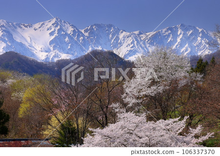 Oneyama, Ogawa Village, Kamiminochi District, Nagano Prefecture, the view of the cherry blossoms and the snow-capped Northern Alps near Tateya Bansho Oneyama, Ogawa Village, Kamiminochi District, Nagano Prefecture, the view of the cherry blossoms and the snow-capped Northern Alps near Tateya Bansho 106337370