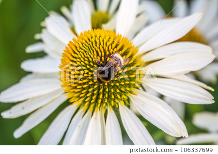 A closeup shot of a bee collecting pollen on a white echinacea flower 106337699
