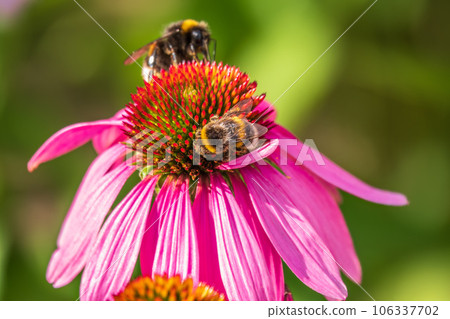 A closeup shot of a bee collecting pollen on a purple echinacea flower 106337702