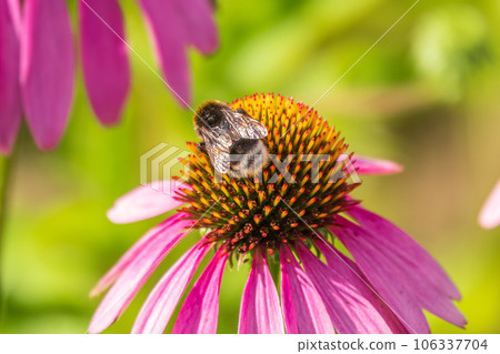 A closeup shot of a bee collecting pollen on a purple echinacea flower A closeup shot of a bee collecting pollen on a purple echinacea flower 106337704