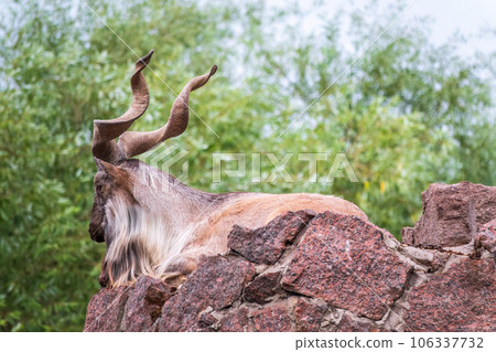 Close-up portrait of Markhor, Capra falconeri, wild goat native to Central Asia, Karakoram and the Himalayas Close-up portrait of Markhor, Capra falconeri, wild goat native to Central Asia, Karakoram and the Himalayas 106337732