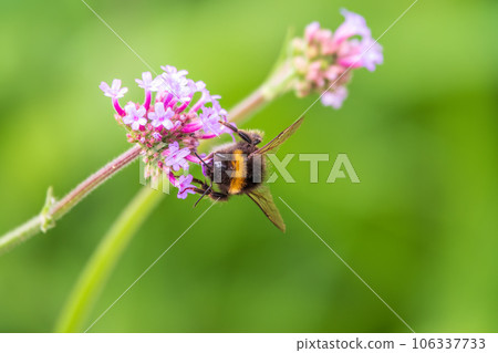 Bumble-bee sitting on Verbena purple flower in green garden 106337733