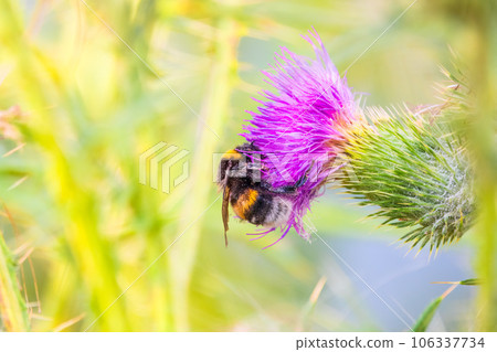 Bumble-bee sitting on wild thistle purple flower 106337734