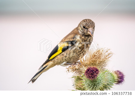European goldfinch with juvenile plumage, feeding on the seeds of thistles. Carduelis carduelis. 106337738