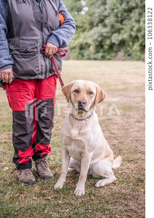 Smiling labrador dog in the city park portrait. Smiling and looking up 106338122