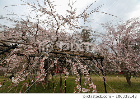 Kamigamo神社的Saekou櫻桃樹 Kamigamo神社的Saekou櫻桃樹 106338148