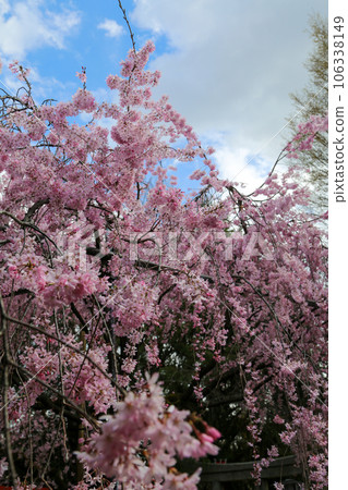 翠花天滿宮的紅色垂枝櫻花樹 106338149