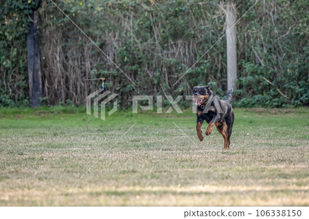 young black rottweiler dog training for protection sport and police 106338150