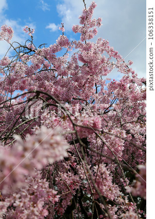 翠花天滿宮的紅色垂枝櫻花樹 106338151