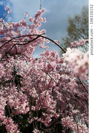 翠花天滿宮的紅色垂枝櫻花樹 翠花天滿宮的紅色垂枝櫻花樹 106338152