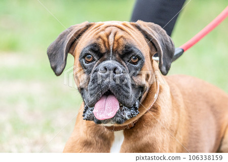 Beautiful German Boxer Dog sitting in front of green gras in a park looking cute Beautiful German Boxer Dog sitting in front of green gras in a park looking cute 106338159