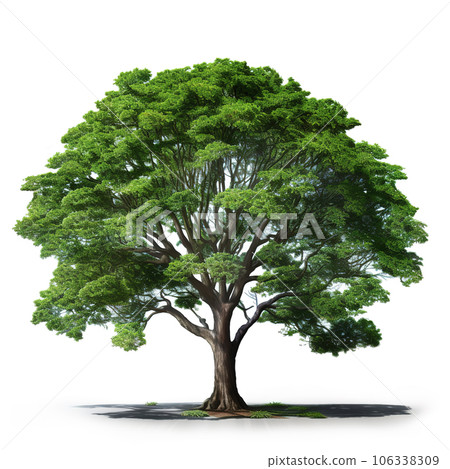 Image of gustavia tree on white background. Nature. Illustration, Generative AI. Image of gustavia tree on white background. Nature. Illustration, Generative AI. 106338309