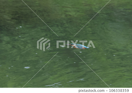 翠鳥飛過乾淨的綠色水面 翠鳥飛過乾淨的綠色水面 106338359