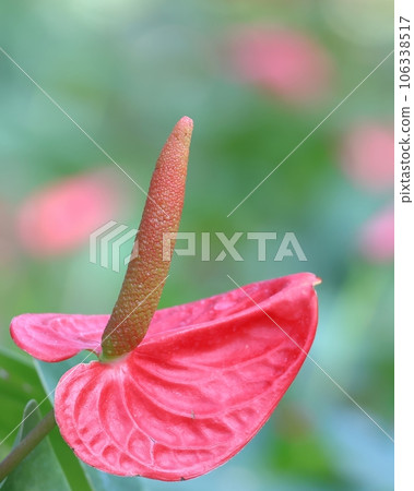 花叢中的火鶴花 106338517