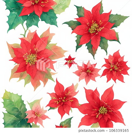 Christmas star, poinesettia plant on white 106339165
