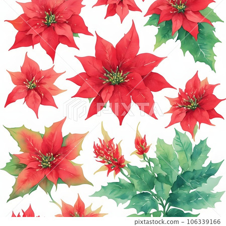 Christmas star, poinesettia plant on white Christmas star, poinesettia plant on white 106339166