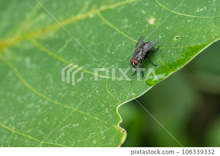 Centipede fly 106339332