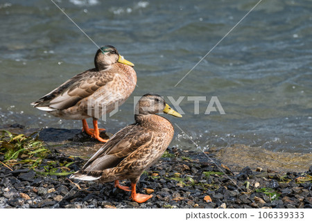 Margamo on the shores of Lake Biwa Margamo on the shores of Lake Biwa 106339333