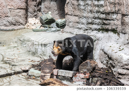 Sun bear Tennoji Zoo 106339339