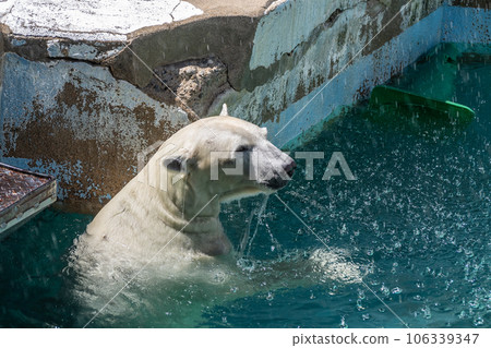 A polar bear in the pool Tennoji Zoo A polar bear in the pool Tennoji Zoo 106339347