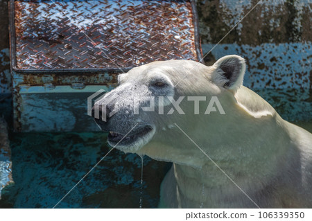 A polar bear in the pool Tennoji Zoo 106339350