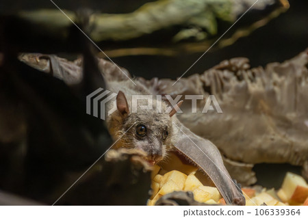 埃及 Rouset 飛狐 天王寺動物園 夜行動物館 106339364