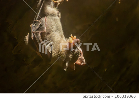 Egypt Rouset flying fox Tennoji Zoo Nocturnal Animal House 106339366