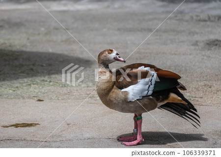 Egyptian Goose Tennoji Zoo Hippopotamus House Egyptian Goose Tennoji Zoo Hippopotamus House 106339371