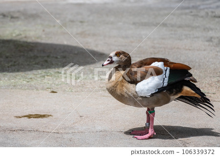 Egyptian Goose Tennoji Zoo Hippopotamus House 106339372