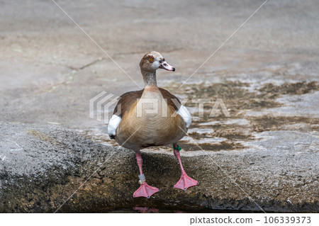 Egyptian Goose Tennoji Zoo Hippopotamus House 106339373