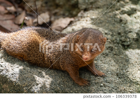 Kobito Mongoose Tennoji Zoo Kobito Mongoose Tennoji Zoo 106339378