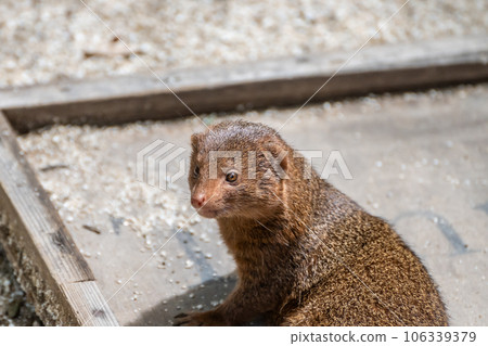 Kobito Mongoose Tennoji Zoo Kobito Mongoose Tennoji Zoo 106339379