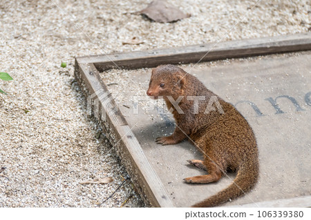 Kobito Mongoose Tennoji Zoo Kobito Mongoose Tennoji Zoo 106339380