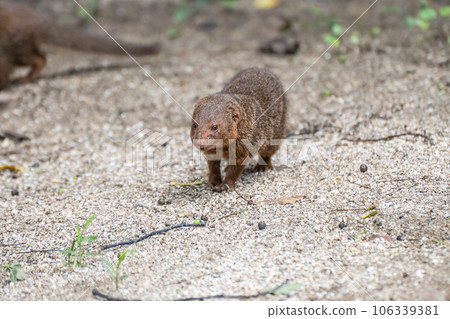 Kobito Mongoose Tennoji Zoo Kobito Mongoose Tennoji Zoo 106339381