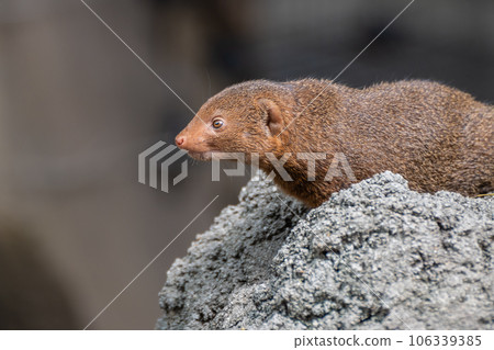 Kobito Mongoose Tennoji Zoo 106339385