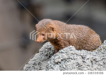 Kobito Mongoose Tennoji Zoo 106339386